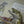 Load image into Gallery viewer, Musky Snob Print