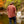 Load image into Gallery viewer, Trout Paisley Button Up