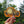 Load image into Gallery viewer, TACOma Decal